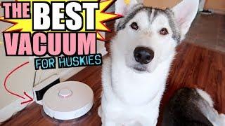 The BEST Pet Vacuum For Siberian Husky Owners! (Roborock S6 Review)