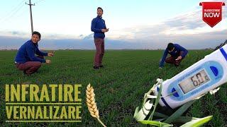 Vernalizare si infratire Tehnologie grau. Orz Wheat Barley vernalization #agriculture #UTB650