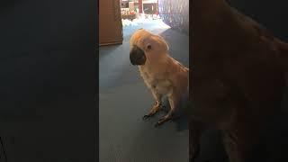 Cockatoo plays inadvertent game of dice with Mom
