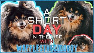 A Short Day In The Life Of Wafflesthegoodboy!