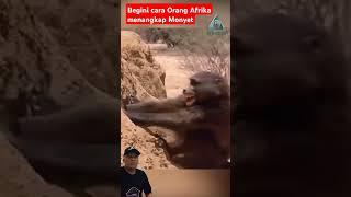 begini cara orang Afrika menangkap monyet cerita ken fakih #shortvideo #shorts #wildlife