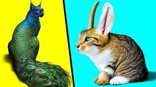 Gatos Anormalmente Estranhos Que Realmente Existem