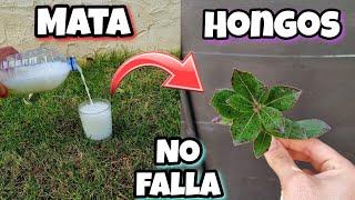 Este Fungicida es 1000 VECES mas POTENTE que OTROS! Eliminar hongos de las PLANTAS Con Ajo y leche