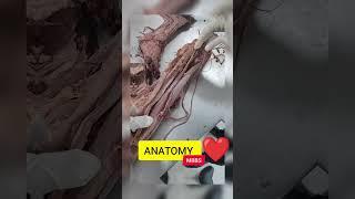 || MBBS Life  Anatomy Class  || #mbbs #aiims #ytshorts