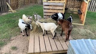 We got more Goats