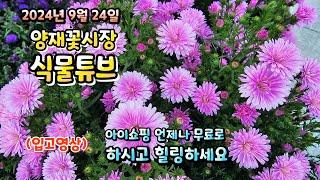 양재꽃시장 식물튜브  가을 입고영상 시청 하시면서 식태기 날려 버리세요~  #양재꽃시장 #식물튜브 #월동 #관엽 #식물아빠