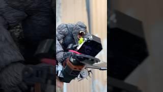 Kong flying with toothless @BluntBrothersProductions  #godzillaactionfigures #httyd
