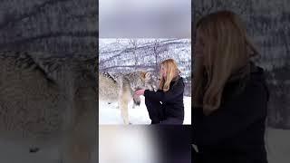 Huge Wolf Falls in Love With Girl