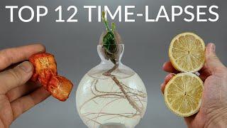 1600 Days in 8 Minutes - TOP 12 PLANT TIME-LAPSES