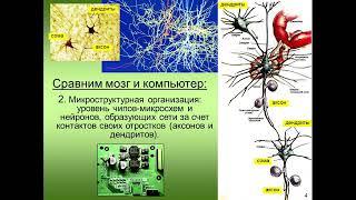 Вячеслав Дубынин Лекция 1  Мозг и потребности Человека