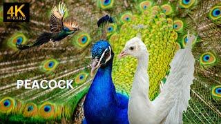 peacock sings 4k. Beautiful animals