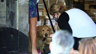 Golden Retriever rescued from China find forever homes in South Florida