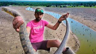 Found a MASSIVE DIAMONDBACK in the DRAINING LAKE.... Can We Find Some Fish???