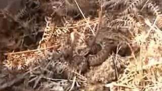 Britain in COLD BLOOD - The Adder (vipera berus)