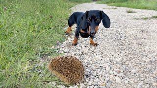 Family Diary- Mini Dachshunds face to face with hedgehog.