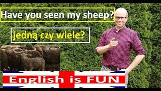 My sheep - Jedna czy wiele? Liczba pojedyncza czy mnoga? -  j angielski