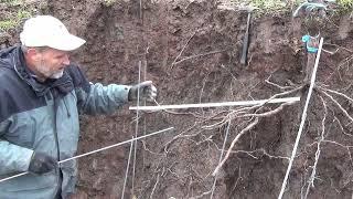 Wurzelgrabung am Rebstock / Weinstock