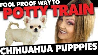 Potty Training your Chihuahua 100% Fool Proof Method | Sweetie Pie Pets by Kelly Swift