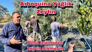 40 Dönüm Profesyonel Arbequına  Zeytin Bahçesini İzlemeden Zeytin Dikmeyin !