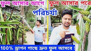 ড্রাগন গাছে ফুল আসার আগে এবং পরে কিভাবে পরিচর্যা করবেন ? #dragonfruit @pabitramaity9705