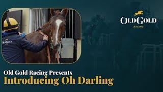 Introducing Old Gold Racing's latest fantastic horse, Oh Darling | Old Gold Racing Presents