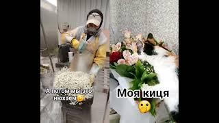 Моя киця