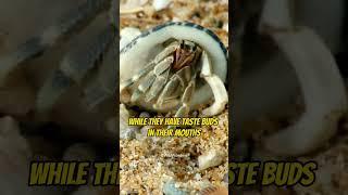 follow for more videos.️ #youtubeshorts #crab #ocean #nature