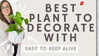 Indoor Plant Styling Ideas with easy Home Decor Tips #shorts