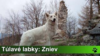 Túlavé labky: Zniev