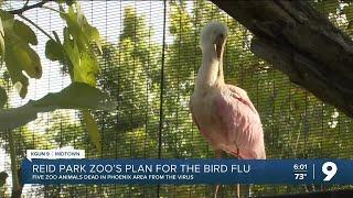 Reid Park Zoo's plan for addressing the bird flu; five zoo animals dead in Phoenix area from virus