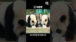 루후자매에게 10초란 시간은....⏳ | #shorts #panda #twins #10초시리즈