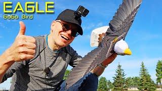 Crash Testing The GoGo Bird EAGLE (not on purpose) - Review