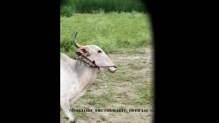 mani anna bull  training at home. 