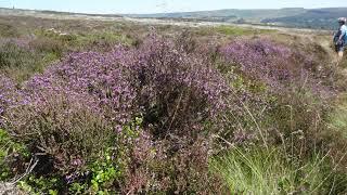 Abney Clough walk, Peak District, June 2018