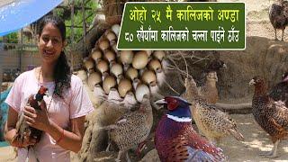 ४० वटा कालिजले  बनायो यति ठुलो साम्राज्य अब १२०० मै कालिज खान पाईने kalij farm in nepal,kalij palan