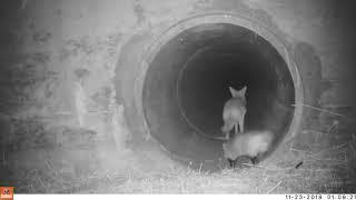Coyote and Badger Hunt Together (via Peninsula Open Space Trust) #shorts