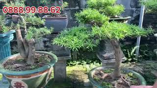 Tùng la hán bonsai mini | nhà vườn trọng toàn