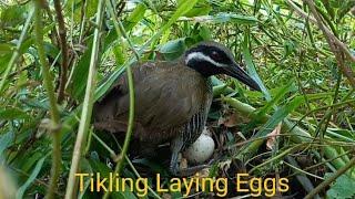 One of the famous Native Bird in Philippines (Tikling) Laying Eggs @KAYODPH