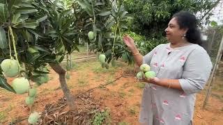 Mangoes harvest | 3K Organic Seeds #seasonal #super #good #superb #healthy #healthyfood #tasty #nice