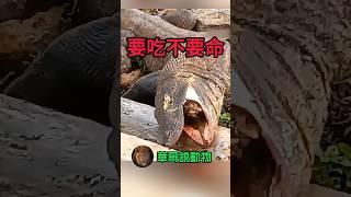 科莫多巨蜥説，我就是要吃不要命 #wildlife #animal #nature #wildanimals #foryou #動物 #華哥説動物 #animals #wild #komodo