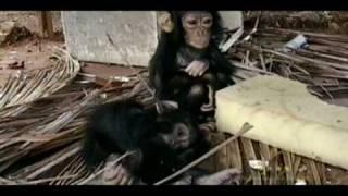 Illegal Commercial Bushmeat Trade