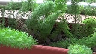 武竹  開花 特化莖 變態莖 北一女校園植物