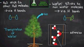 Cohesion, Adhesion, & Surface Tension