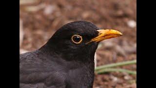 Reclamo de MIRLO COMÚN (Turdus merula ) #31