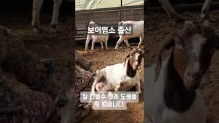보어염소 출산 #금수강산 #염소농장 #animals #옹달샘 #염소