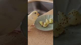 HE LOVED EATING THIS! | I made a special dinner for my honey  #parakeet #budgie #pets