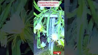 Dragon Fruit Flower I Dragon Fruit Farming | C Variety Dragon Fruit Haryana