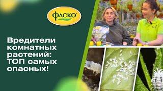 Вредители комнатных растений: ТОП самых опасных! 
