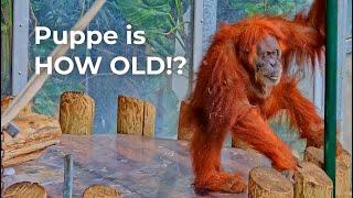 Meet The Oldest Orangutan In North America | Zoolife Talk