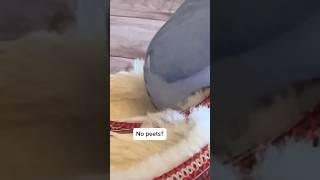 Missing feets?! #birds #parrot #funny #feet #pets #vlog #uggslippers #talkingparrot